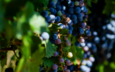 Créer une étiquette de vin : comment concevoir un visuel qui marque les esprits ?